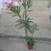 Sadnice - žbunaste vrste: Oleander sa slika - svetlo roze, slika2